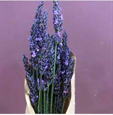 Lavender Small Purple Flowers Lavender Flowers Wholesale Flowers