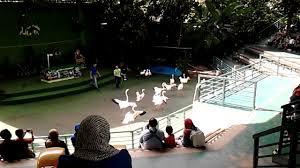Melaka zoo is the second largest in malaysia. Melaka Zoo Safari Show 2017 Youtube
