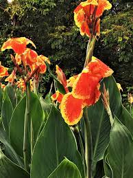 This stunning beauty unfurls ruby flowers up to 9 inches across. 25 Best Full Sun Perennials Plants Flowers For Sunny Gardens