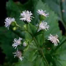 Image result for Adenostemma