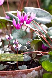 Image result for Cyclamen parviflorum
