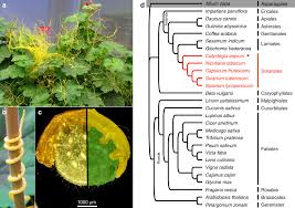 Image result for Cuscuta australis
