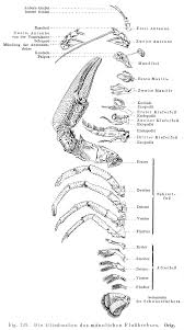 نتیجه جستجوی لغت [appendages] در گوگل