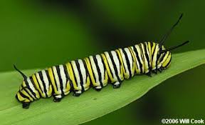 Black And Yellow Striped Caterpillar Michigan Monarch Danaus Plexippus In 2020 Black Caterpillar Yellow Black Black N Yellow