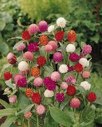 Gomphrena Loves Heat And Tolerates Drought Attracts Butterflies Flower Seeds Beautiful Flowers Annual Flowers