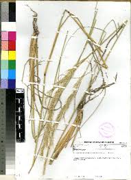 Image result for Aristida pilgeri