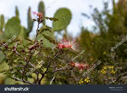 Image result for Janusia