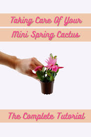 Caring for cactus plants can be a little bit tricky, but it doesn't take nearly as much intricate attention to detail that growing other types of plants might. Taking Care Of Your Mini Spring Cactus The Complete Tutorial