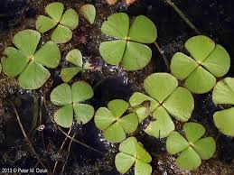 Image result for Marsilea vera