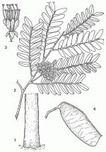 Image result for Scorodophloeus