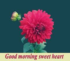 2.1 latest good morning images. 38 Good Morning Hd Flower Images For Free Photo Download For Whatsapp Pics Pagal Ladka Com