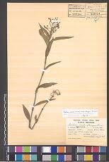 Image result for Aneilema umbrosum