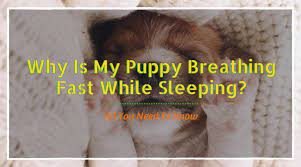 Wondering why is your puppy breathing so fast? Why Is My Puppy Breathing Fast While Sleeping All You Need To Know Hi5dog