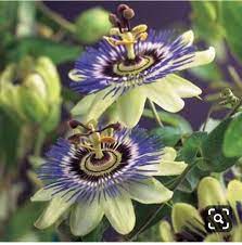 Pin By Flowers In Heart On Blue Purple Flowers Passiflora Caerulea Passion Flower Blue Passion Flower