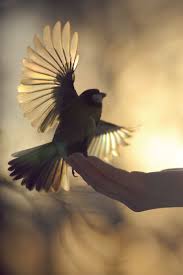 Beautiful Birds In Flight Images Pin By Birdie Hess On Birds Bees Bird Photography Beautiful Birds Animals