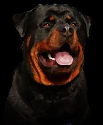 Because of how smart our rottweilers are many become registered. Giant Rottweiler Puppies For Sale In Florida