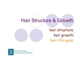 It contains tiny blood vessels (capillaries) that nourish the cells. Hair Structure Growth Ppt Video Online Download