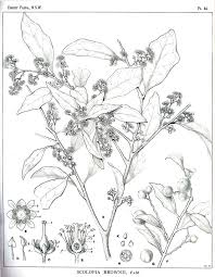 Image result for Scolopia