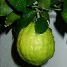 Image result for Citrus medica