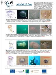 How To Identify Common Jellyfish Id Charts Loneswimmer