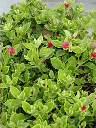 We would like to show you a description here but the site won't allow us. Suculentas De Amor Rosinha De Sol Plantas Colgantes De Sol Plantas De Sol Jardineria Y Plantas