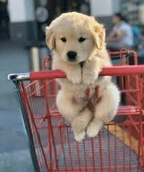Pin By Hardy Madison On Cute Little In 2020 Baby Animals Pictures Cute Dogs And Puppies Baby Animals Super Cute