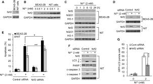 Affordable and search from millions of royalty free images, photos and vectors. Nuclear Factor Erythroid 2 Related Factor 2 Enhances Carcinogenesis By Suppressing Apoptosis And Promoting Autophagy In Nickel Transformed Cells Sciencedirect