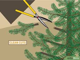 For this method, you'll need a hammer and a couple of copper nails. 3 Ways To Prune White Pine Trees Wikihow