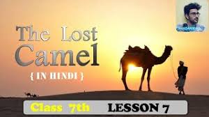 There are two types of camels: Lesson 7 The Lost Camel English Reader Class 7th Mp Board In Hindi Nandan King