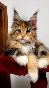 It is one of the oldest natural breeds in north america. Pin Pa Maine Coon