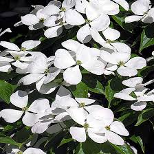 Image result for Cornus