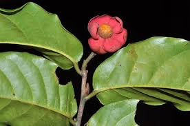 Image result for Uvaria acuminata
