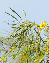 Image result for Parkinsonia aculeata