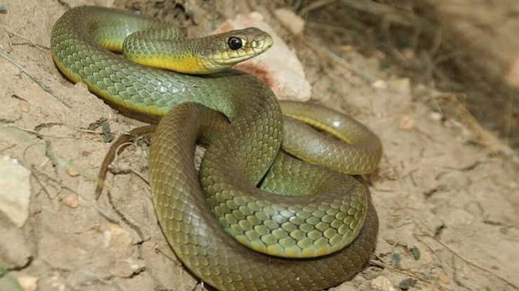 Snakes of Los Padres | Species ID Guide