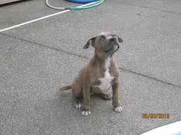 The blue alternates with another color, often light brown. Blue Nose Pitbull Puppy For Sale In Medford Oregon Classified Americanlisted Com