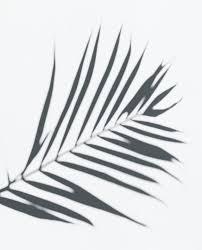 Cut out the shape and use it for coloring, crafts, stencils, and more. Art Collectibles Black And White Photography Gray Printable Art Shadow Palm Leaves Art Black And White Prints Palm Photography Digital Download Photography