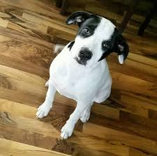 You may also know these dogs as labrabulls or bulladors. Pitbull Lab Mix Interesting Facts About Labrador Pitbull Mix American Bully Daily