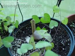 Image result for Ipomoea marginata