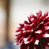 Peter Klimov (peteklimov)