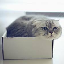 Kedilerimiz Onlara Aldigimiz Pahali Oyuncaklarla Oynamaz Ama Herhangi Bir Kutuya Asla Ilgisiz Kalamazlar Degil Mi Bilim Dunyasi Da Yillard Cats Animals Marcon