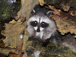 Diersoorten die een oppervlakkige gelijkenis. Wasbeer Ecopedia