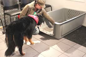 In a way, your dog crate can almost serve as a second home for your best friend. Pet Travel Crate Training Manoir Kanisha