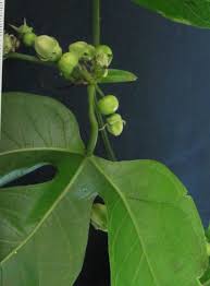 Image result for Cayaponia