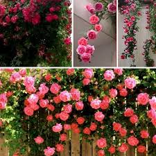 Bila melihat pokok ros yang ditanam hidup subur dan berbunga lebat, tentu sahaja hati kita juga turut sama berbunga riang. 50pcs Climbing Rose Benih Bunga Ros Mix Ros Menjalar Shopee Malaysia