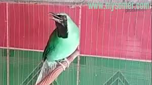 Check spelling or type a new query. Kelebihan Dan Kekurangan Burung Cucak Ijo Biography