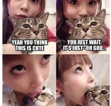 Jokes About Chinese Eating Dogs Google Search Funny Chinese Indian Jokes Jokes