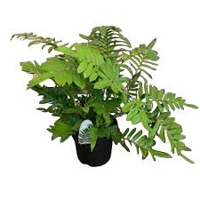 Image result for Blechnum tabulare