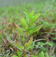 Image result for Acalypha polymorpha