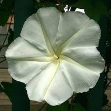 The flower of moonflower has elongated petals that are merged in the base. Moonflower Seeds Sow True Seed
