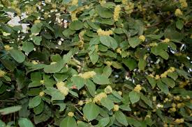 Image result for Maytenus undata